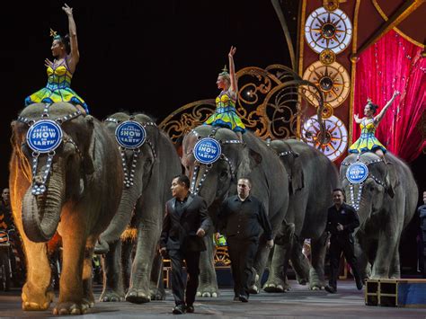 Ringling circus - Jan 16, 2017 · T he Ringling Bros. and Barnum & Bailey Circus will close in May, bringing an end to more than 100 years of the famed show.. With displays of exotic animals, bright costumes and daring acrobatic ...